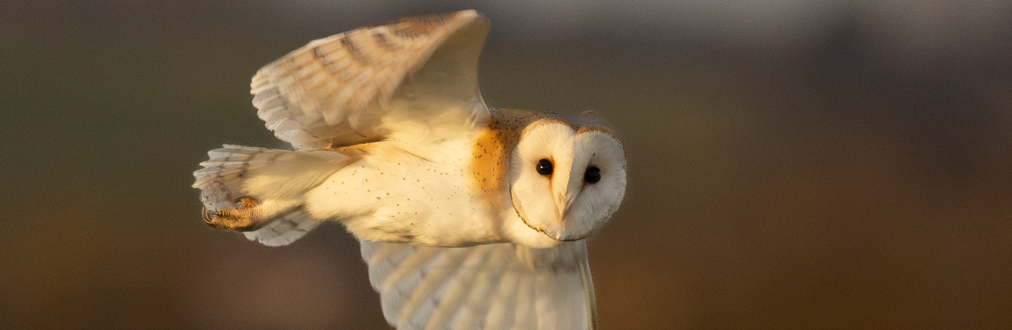 A barn owl (Tyto alba) flies through a field and looks directly into the camera