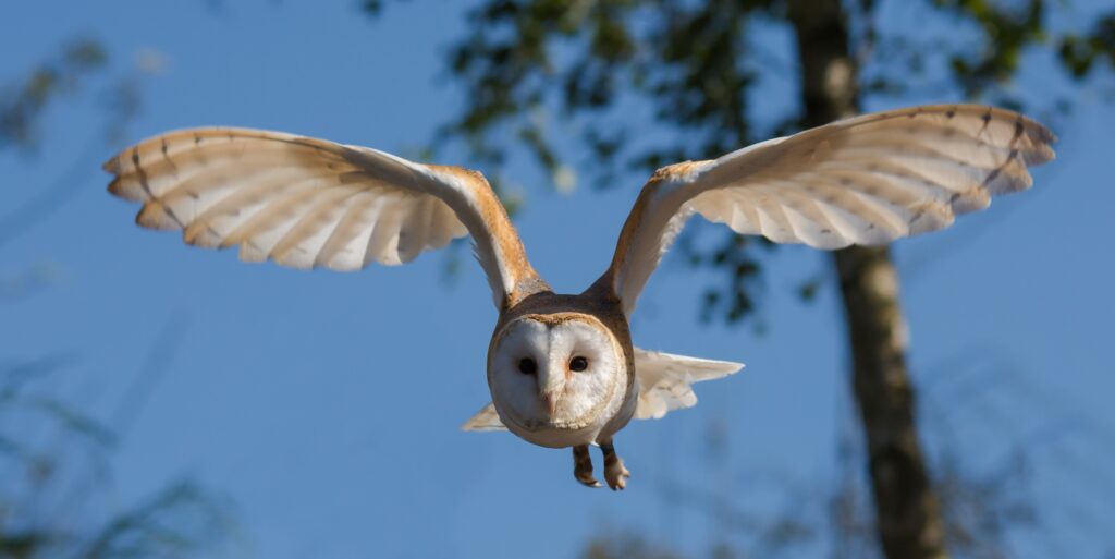 Picture of a flying barn owl
